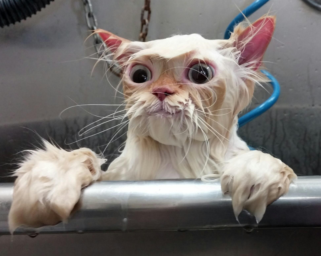 24 Rib Tickling And Hilarious Wet Cats That Will Make You Go Lol Emlii