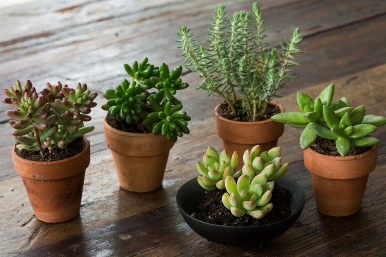 Are Succulent Good Bedroom Plants 2022 Guide Emlii