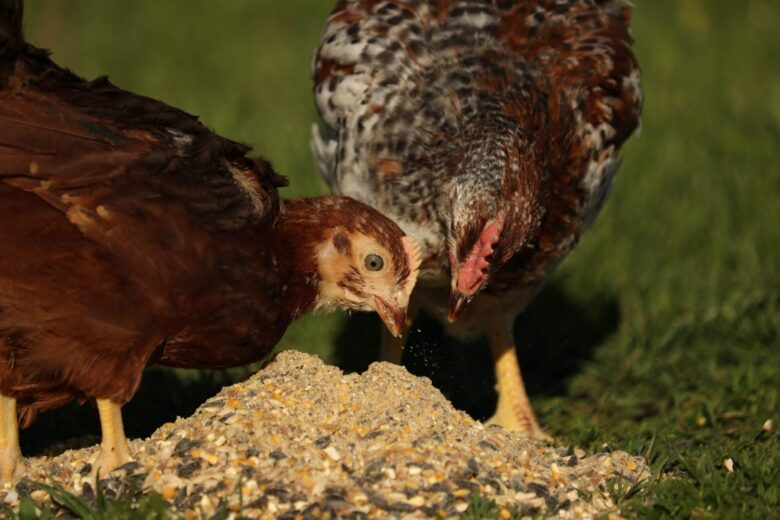 Alternative Feed Sources sustainable poultry farming