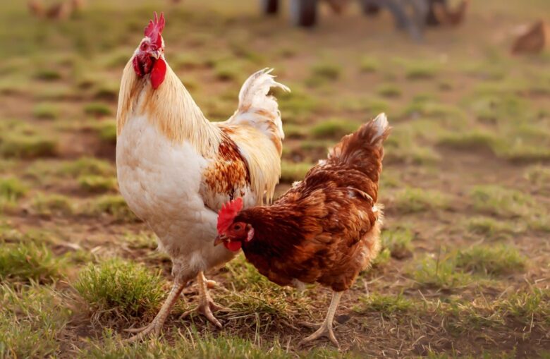 Sustainable poultry farming practices