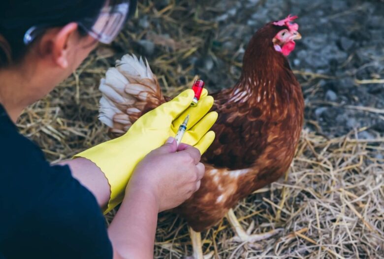 Vaccination Programs for Poultry